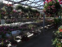 greenhouse 2012 020